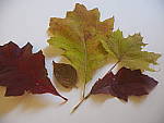 Click to see Y_B070007-12-100MM.JPG