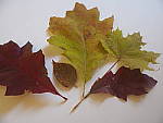 Click to see Y_B070008-12-100MM.JPG