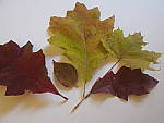 Click to see Y_B070009-12-100MM.JPG