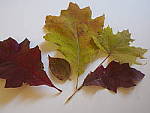 Click to see Y_B070011-12-100MM.JPG