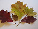 Click to see Y_B070012-12-100MM.JPG