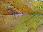 Click to see Y_B070016-100mm-f8-12-100MM.JPG