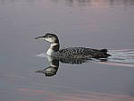 Click to see Y_B070328-12-100MM.JPG