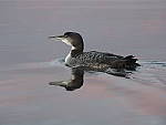 Click to see Y_B070332-12-100MM.JPG