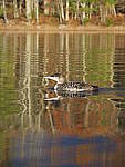 Click to see Y_B070398-12-100MM.JPG