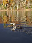 Click to see Y_B070403-12-100MM.JPG
