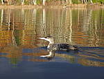Click to see Y_B070405-12-100MM.JPG