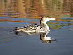 Click to see Y_B070418-12-100MM.JPG