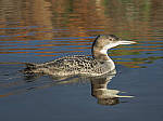 Click to see Y_B070418-MOD-12-100MM.JPG