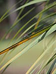 Click to see Y-12-200mm-50025.JPG