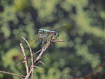 Click to see Y-12-200mm-50036.JPG