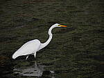 Click to see Y-12-200mm-50058.JPG