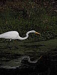 Click to see Y-12-200mm-50084.JPG