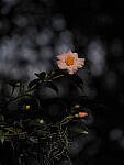 Click to see Y-12-200mm-50102.JPG