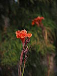 Click to see Y-12-200mm-50124.JPG