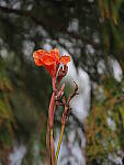 Click to see Y-12-200mm-50126.JPG