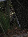 Click to see Y-12-200mm-50146.JPG