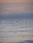 Click to see Y-12-200mm-60013.JPG