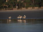 Click to see Y-12-200mm-60156.JPG