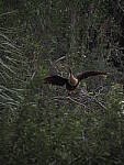 Click to see Y-12-200mm-60529.JPG