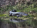 Click to see Y-12-200mm-60650.JPG