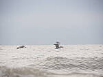 Click to see Y-12-200mm-70910.JPG