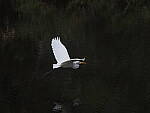 Click to see Y-12-200mm-71026.JPG