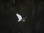 Click to see Y-12-200mm-71028.JPG