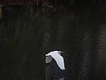Click to see Y-12-200mm-71029.JPG