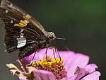 Click to see YH-60MM-LENS-056.JPG