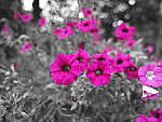 Click to see YI-12MM-PCOLOR-075.JPG
