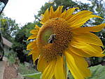Click to see YK-8mm-50155.JPG