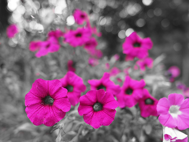 Olympus E-PL7 Review - partial color mode image