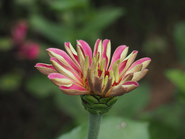 Olympus E-PL7 Review - Sample Image