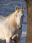Click to see Y-B-1100021-edit.JPG