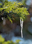 Click to see Y-C-1070003-EDIT.JPG