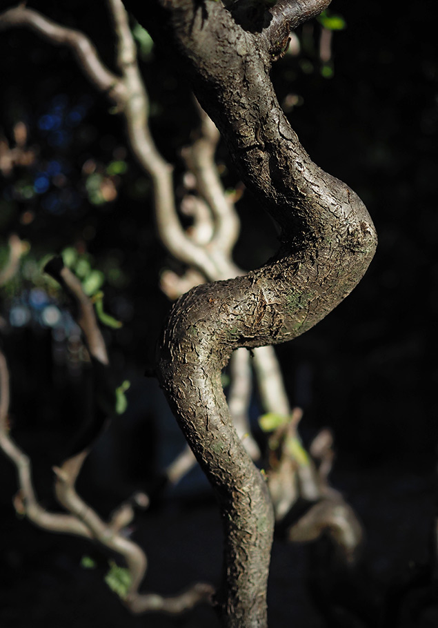Olympus E-PL8 sample gallery image