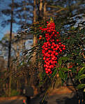 Click to see YD-10205-EDT.JPG