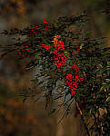 Click to see YD-90349-EDT.JPG