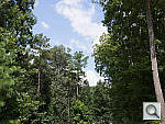 Click to see EP5PINE_ACRu300r03.JPG