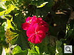 Click to see YP1210850.JPG