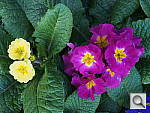 Click to see YP1010608.JPG
