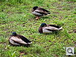 Click to see Y_DIORAMA_G0081118.JPG