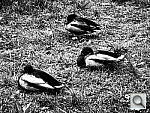 Click to see Y_GRAINYFILM_G0081116.JPG