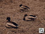 Click to see Y_SEPIA_G0081120.JPG
