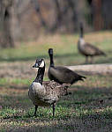 Click to see YE-150mm-0973-EDT.JPG