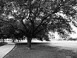 Click to see YP1260381.JPG
