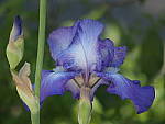 Click to see Y-TCON-P0300009.JPG