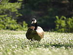 Click to see Y-TCON-P5030010.JPG