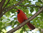Click to see Y-TCON-P5030079.JPG